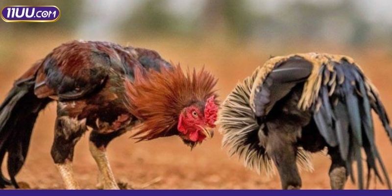 Điểm danh một số kiểu cược thú vị hội viên không nên bỏ lỡ